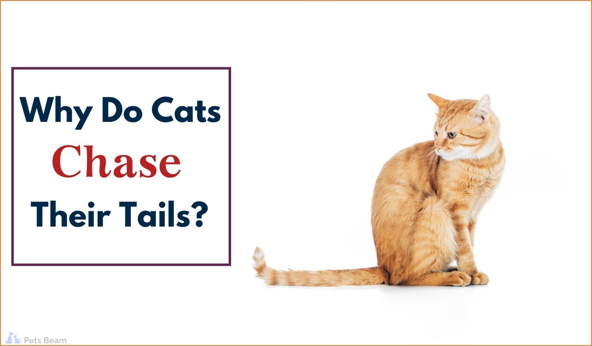 Why Do Cats Chase Their Tails? (8 Surprising Reasons Revealed