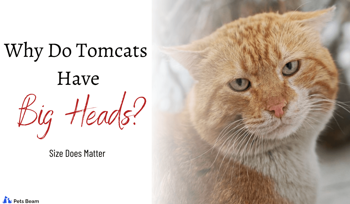 Why Do Tomcats Have Big Heads? (Size Does Matter)