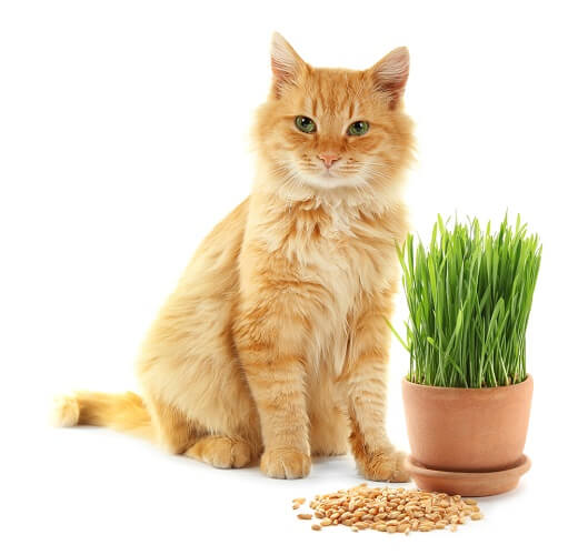 cat sitting next to wheatgrass