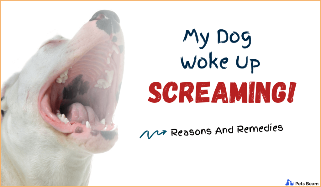 My Dog Woke Up Screaming! (Reasons And Remedies) - PetsBeam.com