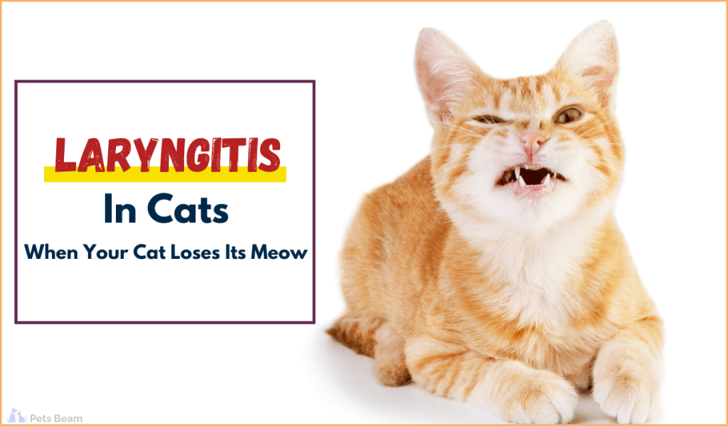 laryngitis in cats