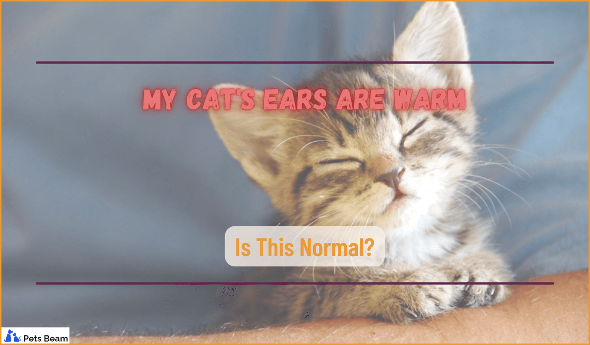 My Cat's Ears Are Warm (Is This Normal?)