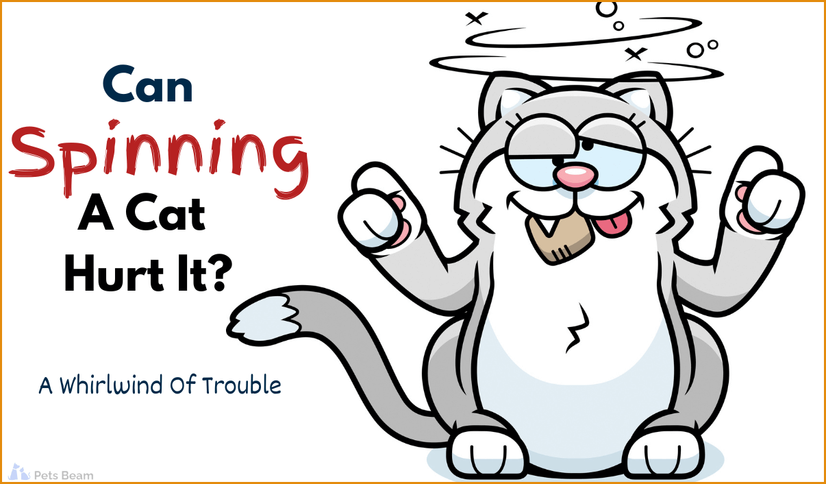 Can Spinning A Cat Hurt It? (A Whirlwind Of Trouble)