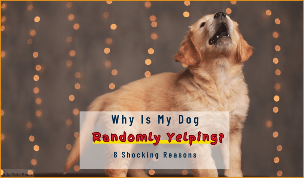 why-is-my-dog-randomly-yelping-9-shocking-reasons-petsbeam