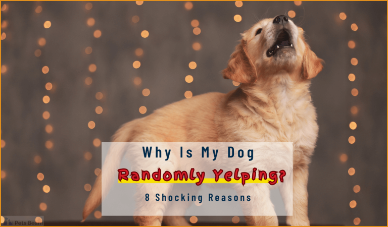 Why Is My Dog Randomly Yelping 9 Shocking Reasons PetsBeam why-is-my-dog-randomly-yelping-9-shocking-reasons-petsbeam