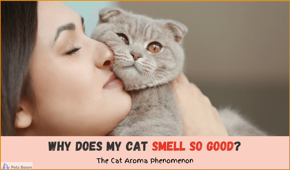 Why Does My Cat Smell So Good? (The Cat Aroma Phenomenon)