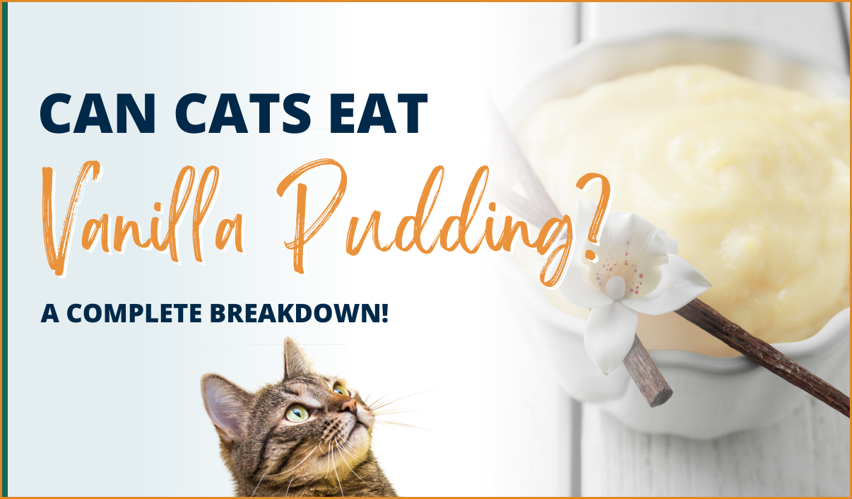 Can Cats Eat Vanilla Pudding? (A Complete Breakdown!)