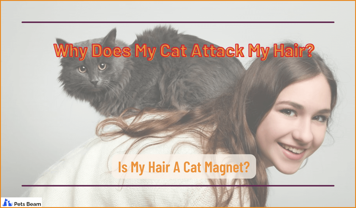 Why Does My Cat Attack My Hair? (Is My Hair A Cat
