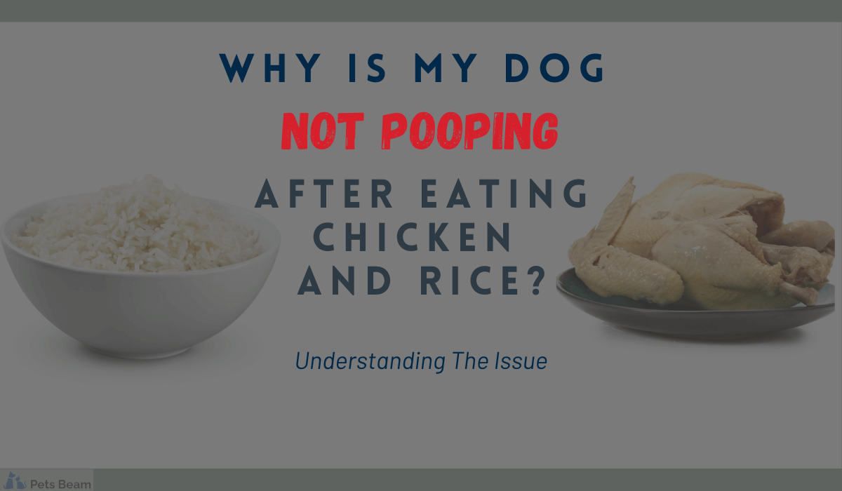 Why Is My Dog Not Pooping After Eating Chicken And Rice? (Understanding The Issue)