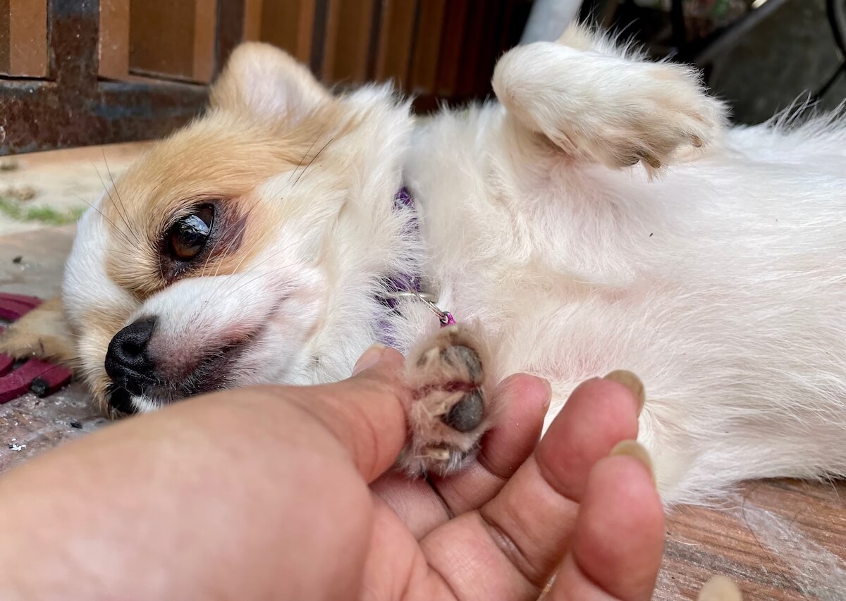 My Dog's Nail Is Broken And Bent Sideways (Fixing Broken Nails