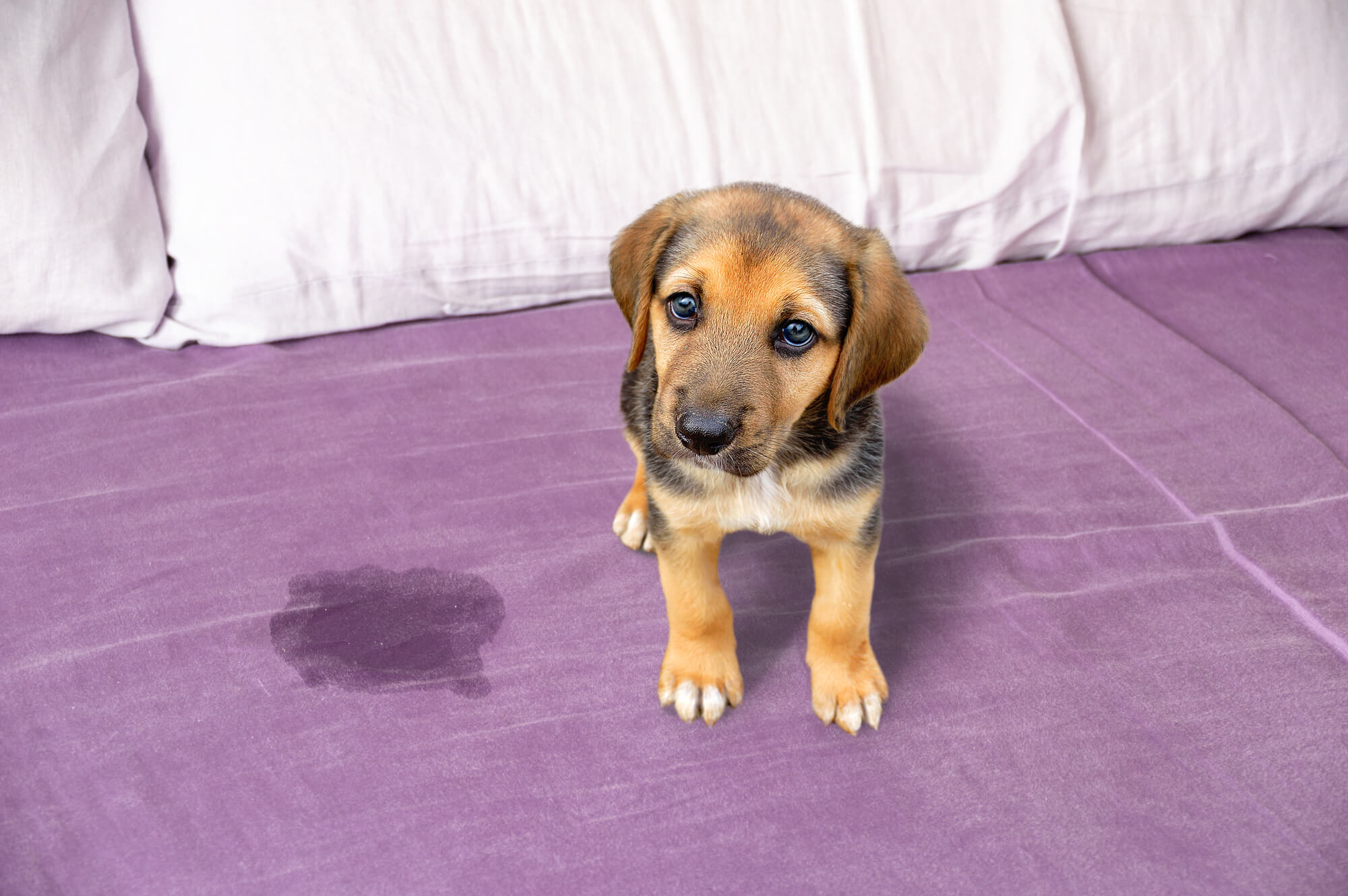 My Dog Is Wetting The Bed But It's Not Urine (4 Possible Causes