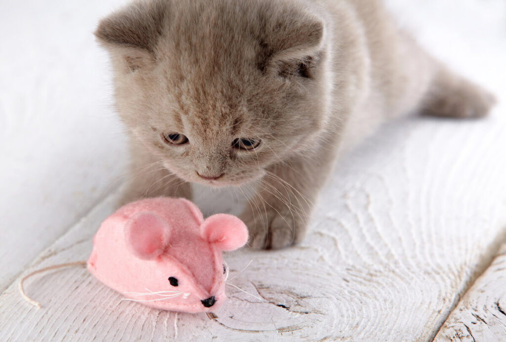 cat play with pink toy mouse