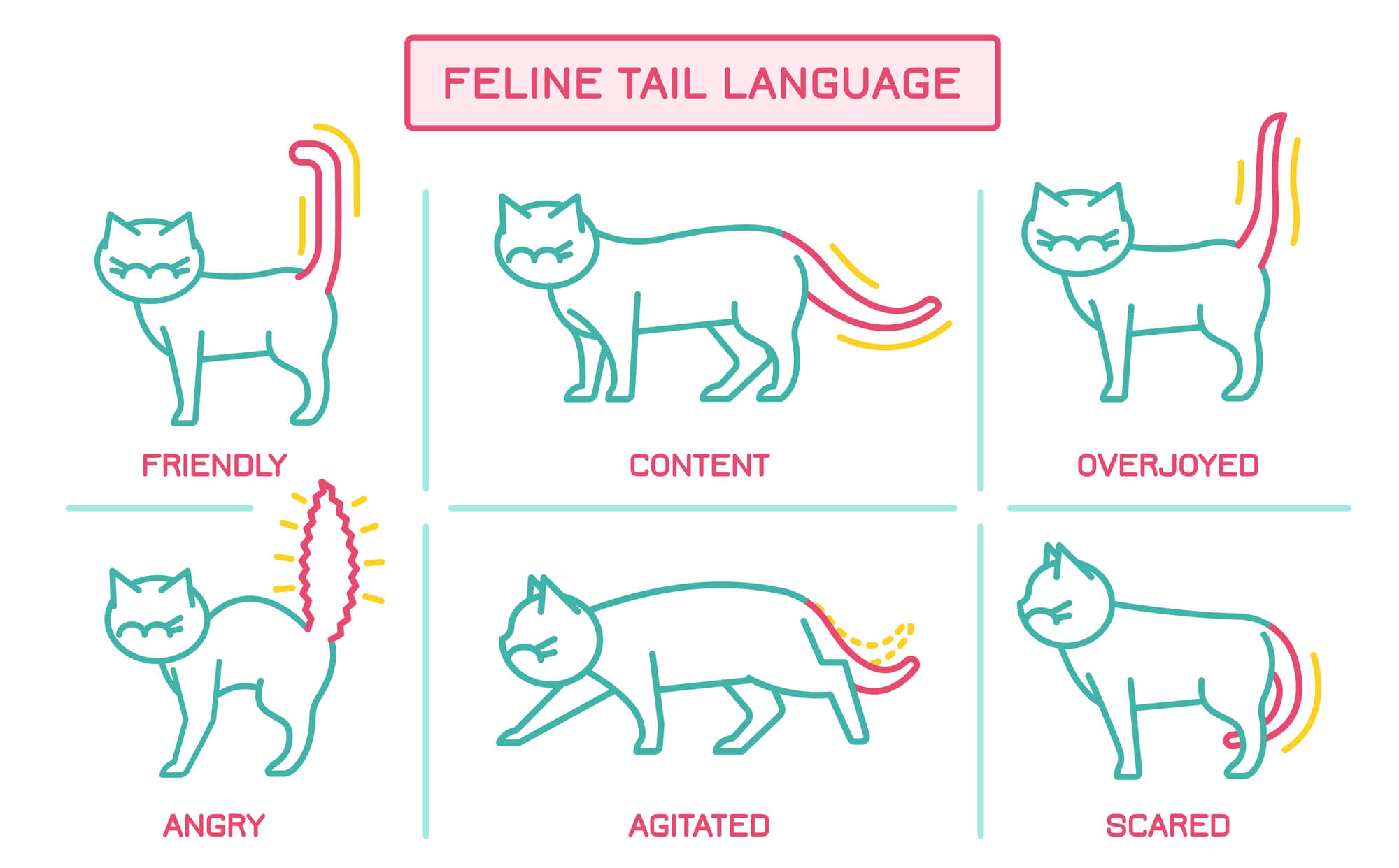 Unlocking The Secrets Of Cat Body Language A Comprehensive Guide 