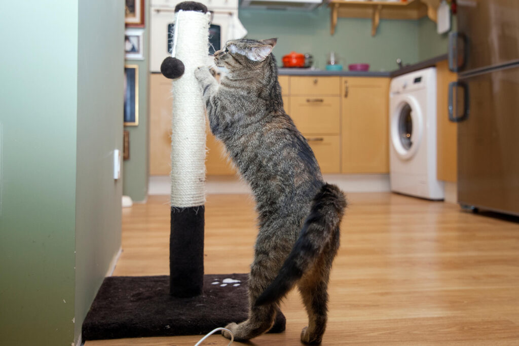 cat scratching a post