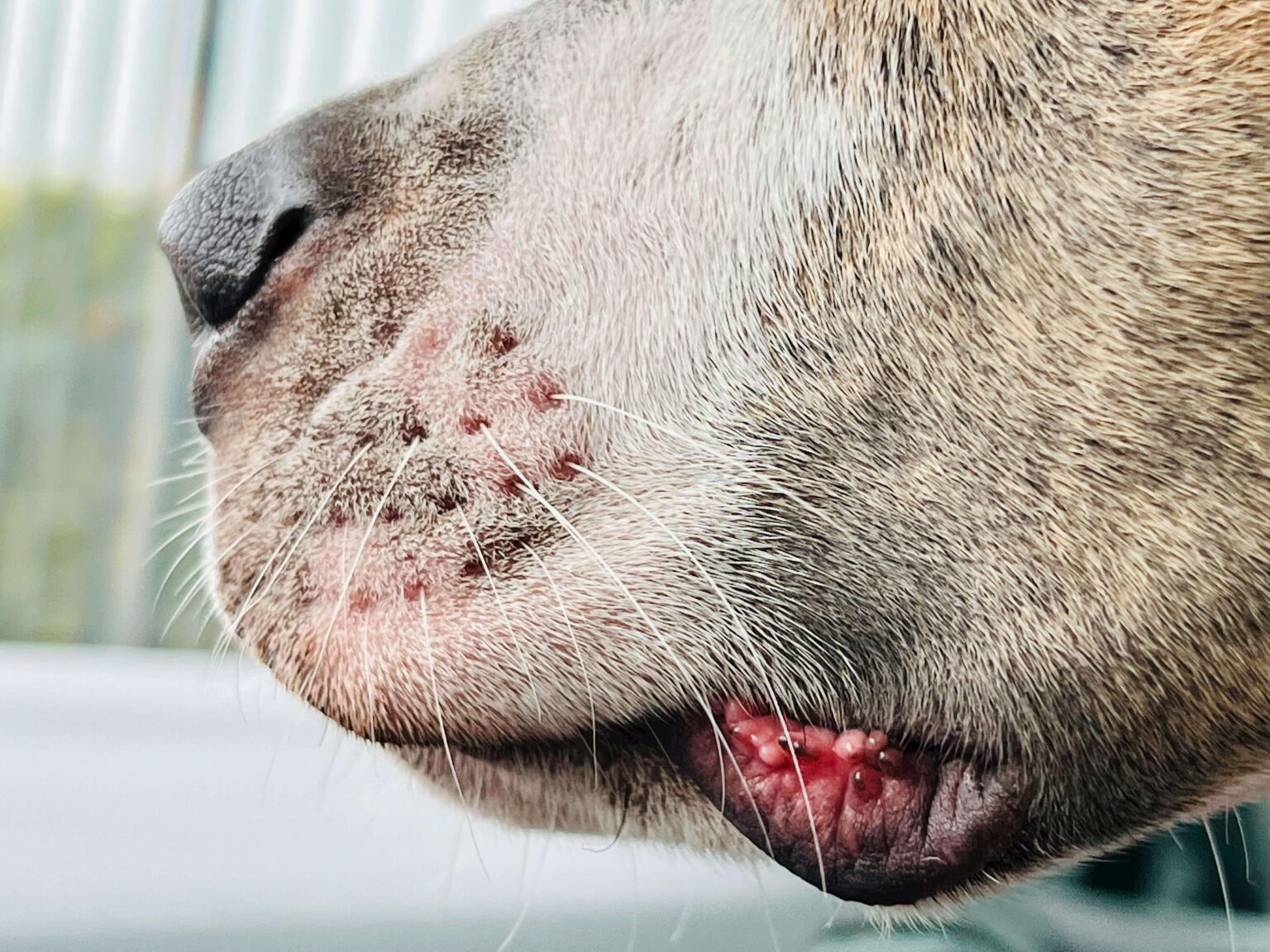 Why Are My Dog's Lips Changing Color And Turning Pink? (11 Possible