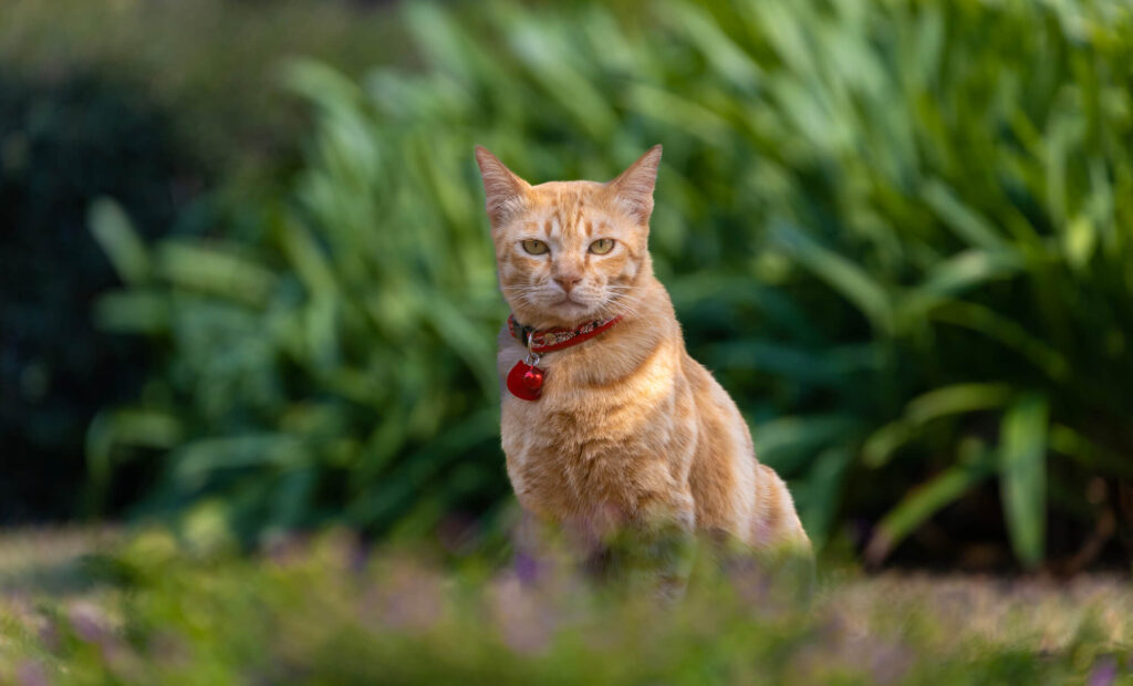 ginger cat with red collar
